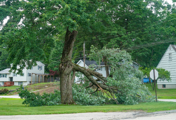 Best Stump Grinding and Removal  in Swepsonville, NC